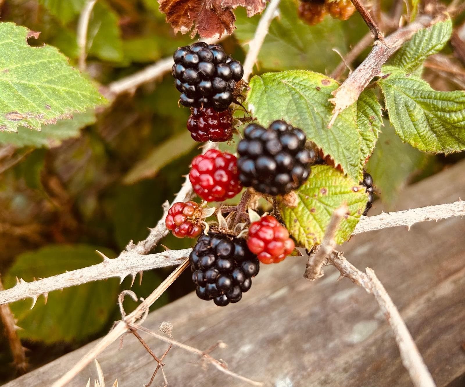Apple & blackberry Pie Recipe