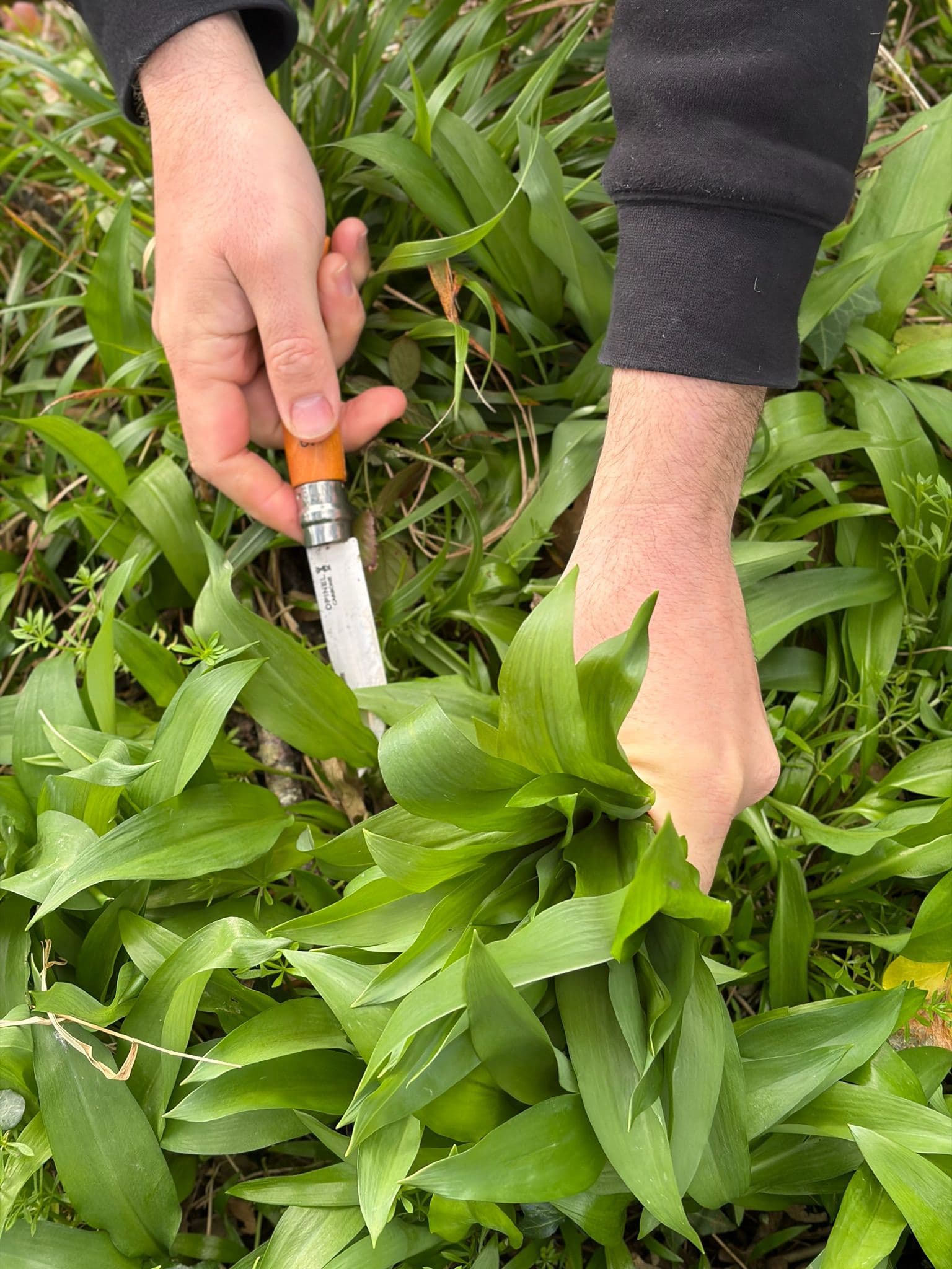 Jolene wild garlic recipe